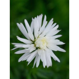 Reunusasteri Dumosus Kristina