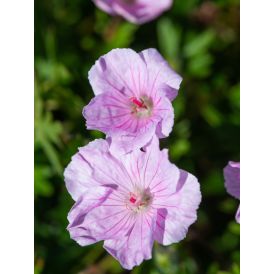Verikurjenpolvi Geranium Sanguineum Apple Blossom