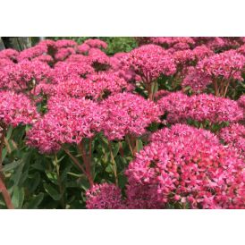 Maksaruoho Sedum Carl