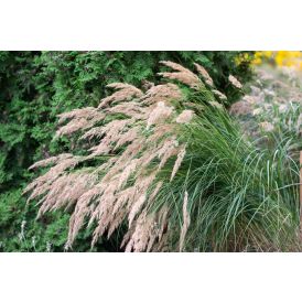 Timanttikastikka Calamagrostis Brachytricha