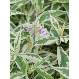Syysleimu Phlox Paniculata Norah Leigh