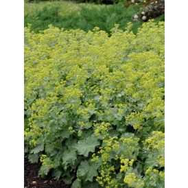 Poimulehti Alchemilla sericata Gold Strike