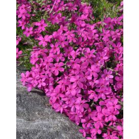 Mätäsleimu Phlox douglasii Ochsenblut