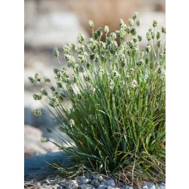 SINILUPIKKA SESLERIA CAERULEA