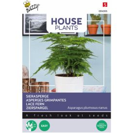 Asparagus-Unelma Buzzy House Plants