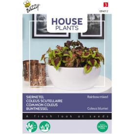 Isokirjopeippi Buzzy House Plants