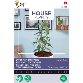 Sitruunaeucalyptus Buzzy House Plants