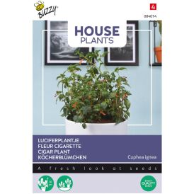 Punatulitorvi Buzzy House Plants