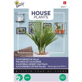 Presidentinpalmu Buzzy House Plants