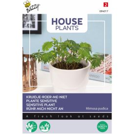 Tuntomimosa Buzzy House Plants