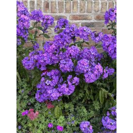 Syysleimu Phlox paniculata Blue Paradise
