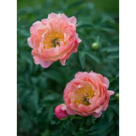 Jalopioni Paeonia Coral Charm