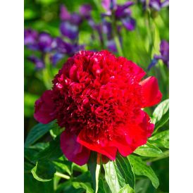 Jalopioni Paeonia Red Charm