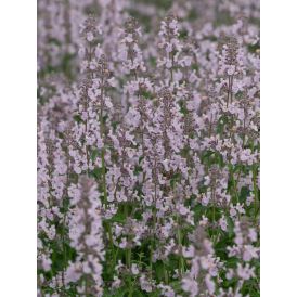 Katinminttu Nepeta Racemosa Amelia