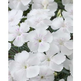 Neilikka Dianthus Romee P12