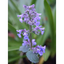 Mirriminttu Nepeta faassenii Six Hills Gigant P12