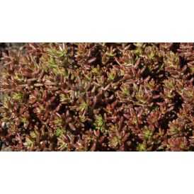 Maksaruoho Sedum album Coral Carpet P12