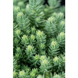 Maksaruoho Sedum reflexum Blue Spruce P12