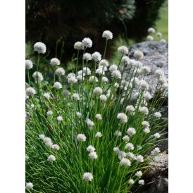 Ruoholaukka Allium schoenoprasum Elbe P12