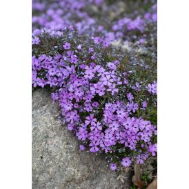 Sammalleimu Phlox subulata Purple Beauty P12