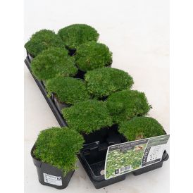 Polkuhaarikko Sagina subulata P12