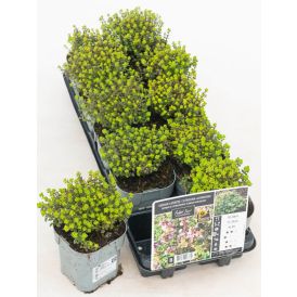 Sitruuna-ajuruoho Lemon Variegata Thymus × citriodorus Ø 12 cm