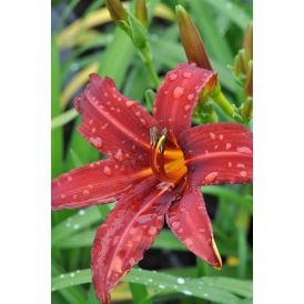 Päivänlilja Hemerocallis Crimson Pirate P12