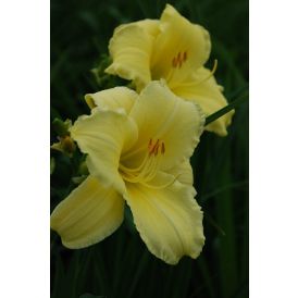 Päivänlilja Hemerocallis Fragrant Reflection P12