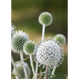 Valkopallo-ohdake Echinops sphaerocephalus Arctic Glow C1,4