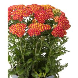 Siankärsämö Achillea millefolium Milly Rock Red C1,4