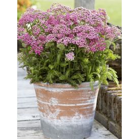 Siankärsämö Achillea millefolium Milly Rock Rose C1,4