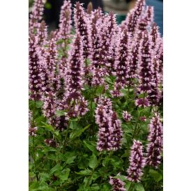 Iiso Agastache Beelicious Pink C2