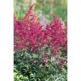 Jaloangervo Astilbe Etna
