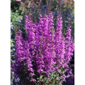 Rantakukka Lythrum hybrida Luminara Lilac C2