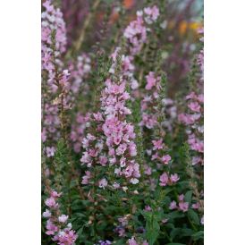 Rantakukka Lythrum salicaria Blush C2