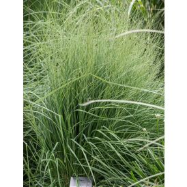 Siniheinä Molinia caerulea Torch C1,4