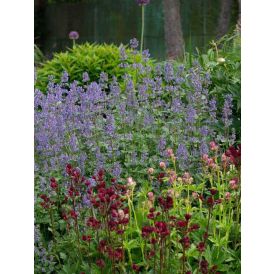 Kissanminttu Nepeta grandiflora Summer Magic C2