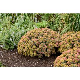 Maksaruoho Sedum spectabile Coraljade C1,4