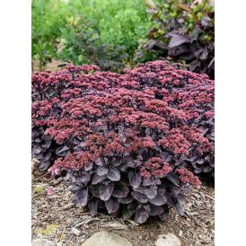 Maksaruoho Sedum spectabile Black in Black C1,4
