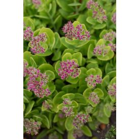 Maksaruoho Sedum spectabile Hot Stuff C1,4