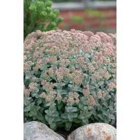 Maksaruoho Sedum telephium Hab Gray C1,4