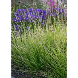 Lupikka Sesleria autumnalis C1,4