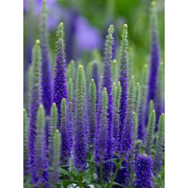 Tähkätädyke Veronica spicata Ulster Dwarf Blue C1,4