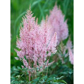 Jaloangervo Astilbe Look at Me C2