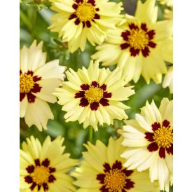 Isokaunosilmä Coreopsis grandiflora Solar Moon C2