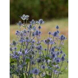 Piikkiputki Eryngium planum Magical Blue Lagoon C2