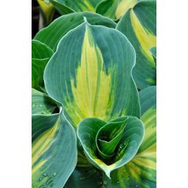 Kuunlilja Hosta Dream Queen C1,4