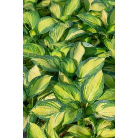 Kuunlilja Hosta Great Expectations C1,4