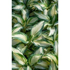 Kuunlilja Hosta Hans C1,4
