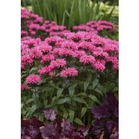 Väriminttu Monarda Bubblegum Blast C2